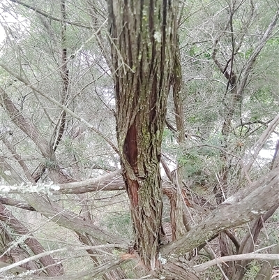 Unidentified Plant at Laguna, NSW - 22 Mar 2025 by Mcgrata