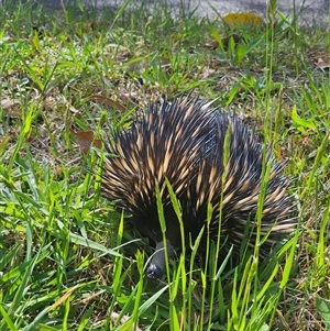 Tachyglossus aculeatus at Ourimbah, NSW - 22 Sep 2024 by Henk