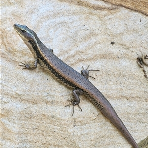 Unidentified Skink at Palm Grove, NSW - 24 Feb 2025 by Henk