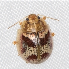 Paropsisterna laesa species complex (Laesa leaf beetle) at Melba, ACT - 19 Mar 2025 by kasiaaus