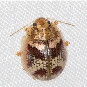 Paropsisterna laesa species complex (Laesa leaf beetle) at Melba, ACT - 19 Mar 2025 by kasiaaus