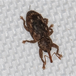 Unidentified Weevil (Curculionoidea) at Melba, ACT - 19 Mar 2025 by kasiaaus