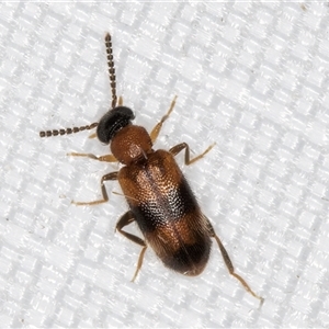 Syzeton (genus) at Melba, ACT - 19 Mar 2025 10:57 PM