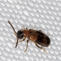 Syzeton (genus) at Melba, ACT - 19 Mar 2025 10:57 PM