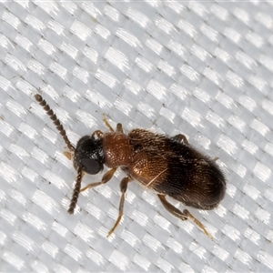 Syzeton (genus) at Melba, ACT - 19 Mar 2025 10:57 PM