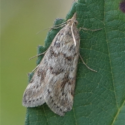 Achyra nigrirenalis (Pyraustinae) at Hall, ACT - Yesterday by Anna123