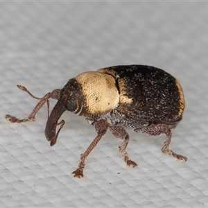 Unidentified Weevil (Curculionoidea) at Melba, ACT - 19 Mar 2025 by kasiaaus