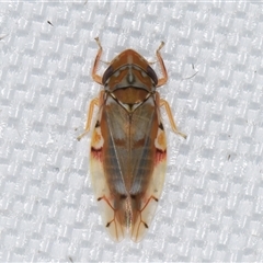 Aneono sp. (genus) (A leafhopper) at Melba, ACT - 19 Mar 2025 by kasiaaus