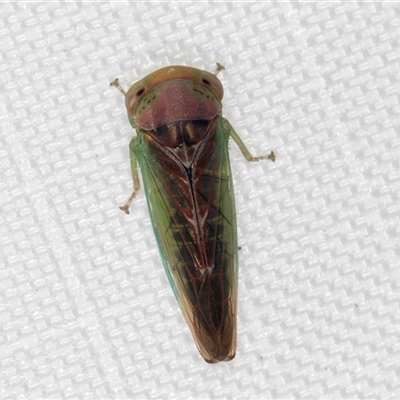 Rosopaella (genus) (A leafhopper) at Melba, ACT - 19 Mar 2025 by kasiaaus