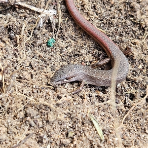 Saproscincus mustelinus at Braidwood, NSW - 22 Mar 2025 12:19 PM