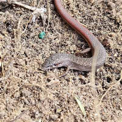 Saproscincus mustelinus (Weasel Skink) at Braidwood, NSW - Yesterday by MatthewFrawley