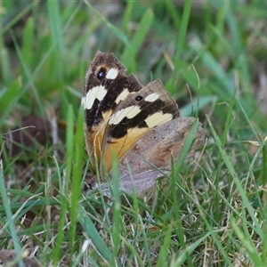 Heteronympha merope (Common Brown Butterfly) at Macarthur, ACT - Yesterday by RodDeb