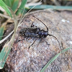 Disterna canosa (A longhorn beetle) at Braidwood, NSW - 22 Mar 2025 by MatthewFrawley