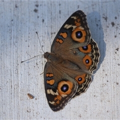 Junonia villida (Meadow Argus) at Macarthur, ACT - Yesterday by RodDeb