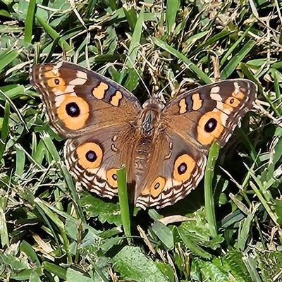 Junonia villida (Meadow Argus) at Braidwood, NSW - 22 Mar 2025 by MatthewFrawley