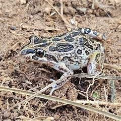 Limnodynastes tasmaniensis (Spotted Grass Frog) at Braidwood, NSW - Yesterday by MatthewFrawley