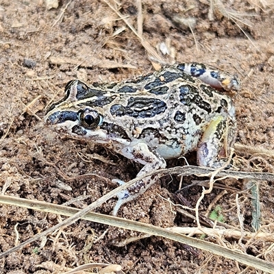 Limnodynastes tasmaniensis (Spotted Grass Frog) at Braidwood, NSW - 22 Mar 2025 by MatthewFrawley