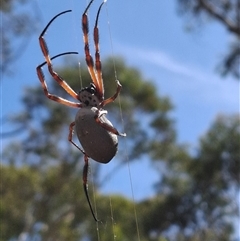 Unidentified Orb-weaving spider (several families) at Ballyroe, NSW - 18 Mar 2025 by TwoRivers