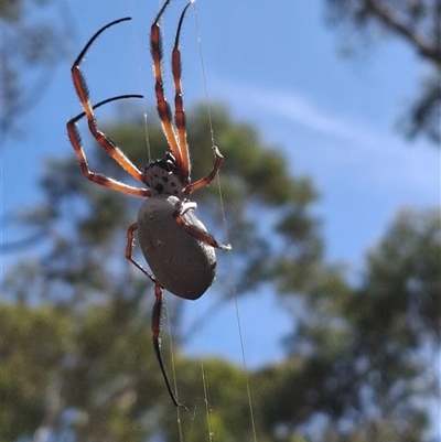 Unidentified Orb-weaving spider (several families) at Ballyroe, NSW - 18 Mar 2025 by TwoRivers