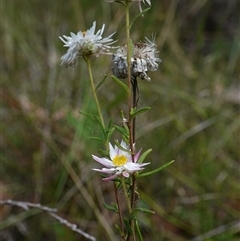 Helichrysum leucopsideum at Penrose, NSW - 19 Mar 2025 11:51 AM
