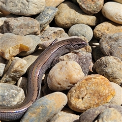 Hemiergis talbingoensis (Three-toed Skink) at Braidwood, NSW - 22 Mar 2025 by MatthewFrawley