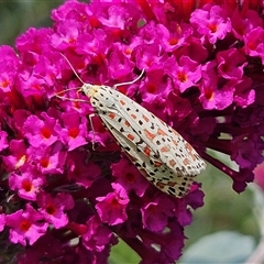 Utetheisa pulchelloides (Heliotrope Moth) at Braidwood, NSW - Yesterday by MatthewFrawley