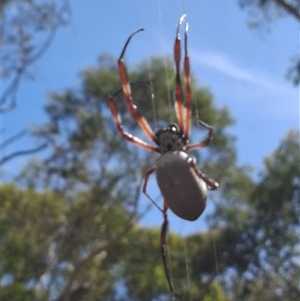 Trichonephila edulis at Ballyroe, NSW - 18 Mar 2025 02:31 PM
