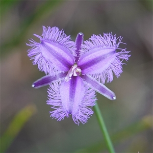 Thysanotus tuberosus subsp. tuberosus at Penrose, NSW - 19 Mar 2025 by RobG1