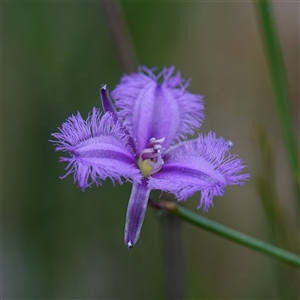 Thysanotus tuberosus subsp. tuberosus at Penrose, NSW - 19 Mar 2025 11:53 AM