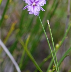 Thysanotus tuberosus subsp. tuberosus at Penrose, NSW - 19 Mar 2025 11:53 AM