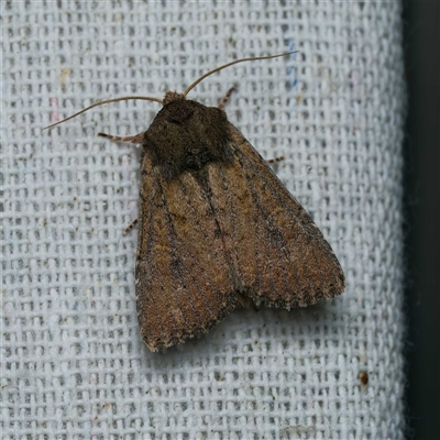 Dasygaster padockina (Tasmanian Cutworm) at Harrison, ACT by DPRees125