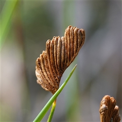 Schizaea bifida (Forked Comb Fern) at Penrose, NSW - 19 Mar 2025 by RobG1