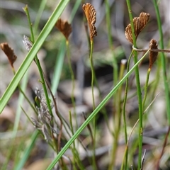 Schizaea bifida at Penrose, NSW - 19 Mar 2025 11:56 AM