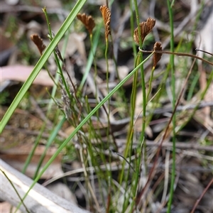 Schizaea bifida at Penrose, NSW - 19 Mar 2025 11:56 AM