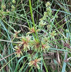 Cyperus eragrostis (Umbrella Sedge) at Latham, ACT - 21 Mar 2025 by Jennybach