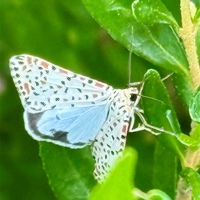 Utetheisa pulchelloides (Heliotrope Moth) at Durras North, NSW - 21 Mar 2025 by JW