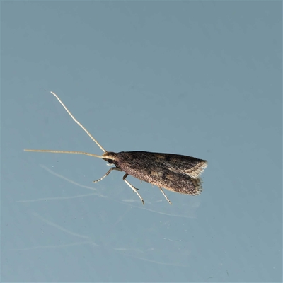 Achoria inopina (A Longhorned Moth (family Leciithoceridae)) at Harrison, ACT by DPRees125