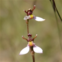 Eriochilus cucullatus (Parson's Bands) at Penrose, NSW - 19 Mar 2025 by RobG1