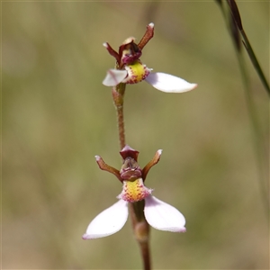 Eriochilus cucullatus at Penrose, NSW - suppressed
