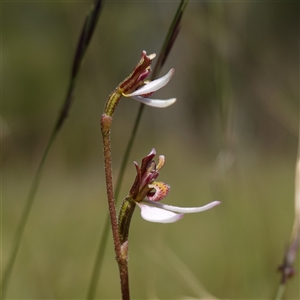 Eriochilus cucullatus at Penrose, NSW - suppressed