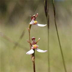 Eriochilus cucullatus at Penrose, NSW - suppressed