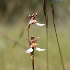 Eriochilus cucullatus at Penrose, NSW - suppressed
