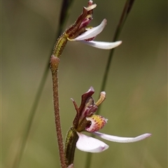 Eriochilus cucullatus at Penrose, NSW - suppressed