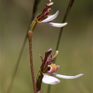 Eriochilus cucullatus at Penrose, NSW - suppressed