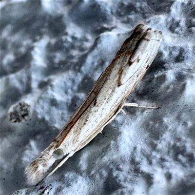 Culladia cuneiferellus (Crambinae moth) at Dickson, ACT - Yesterday by Hejor1