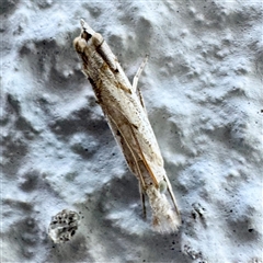 Culladia cuneiferellus at Dickson, ACT - 22 Mar 2025 03:17 PM