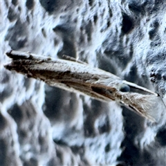 Culladia cuneiferellus at Dickson, ACT - 22 Mar 2025 03:17 PM