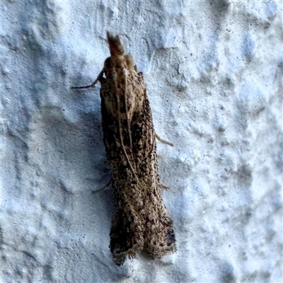 Faveria tritalis (Couchgrass Webworm) at Dickson, ACT - Yesterday by Hejor1