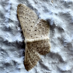 Idaea philocosma (Flecked Wave) at Dickson, ACT - Yesterday by Hejor1