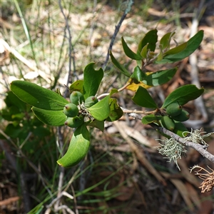 Persoonia laurina subsp. leiogyna at Penrose, NSW - 19 Mar 2025 12:16 PM